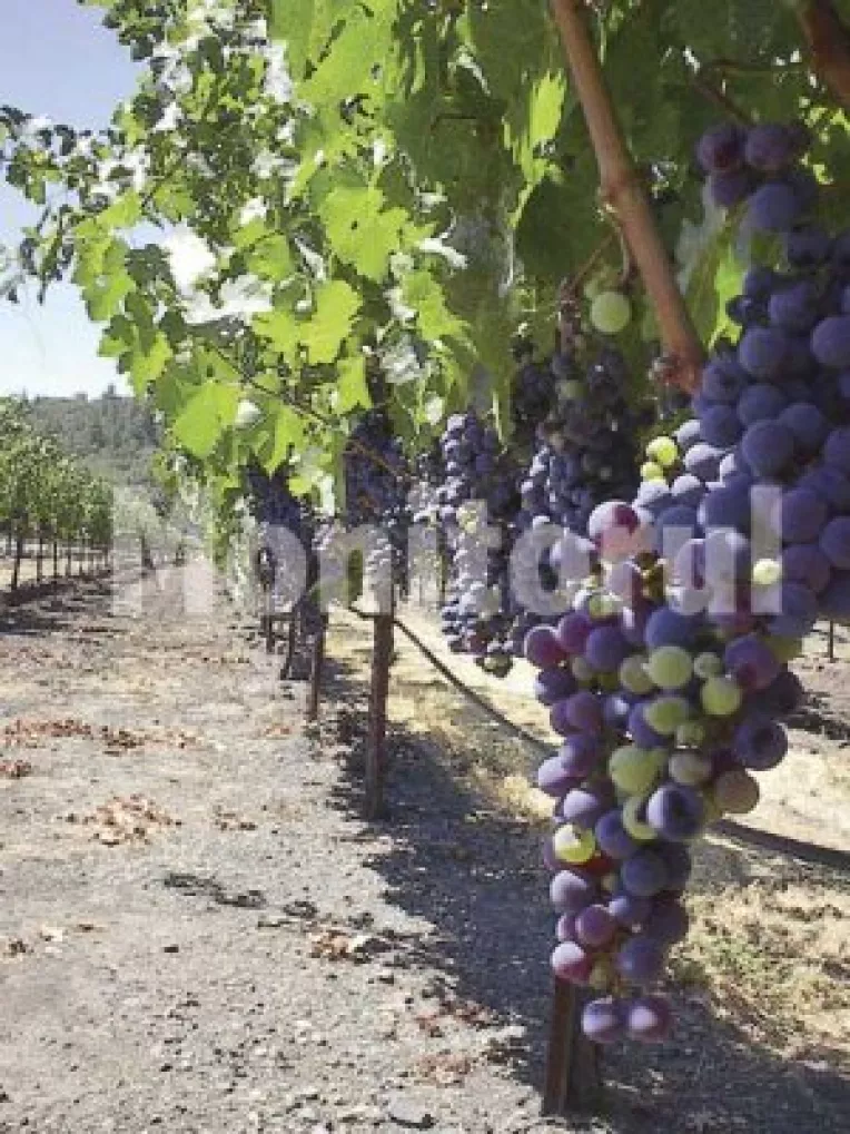 Proprietarii de plantatii viticole, trecuti pe banca de rezerve