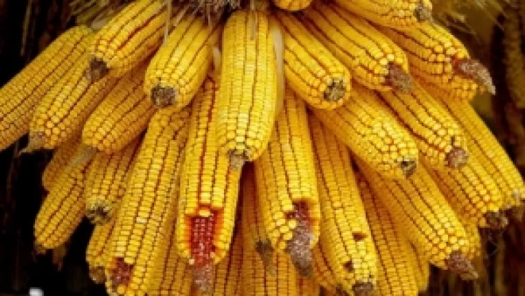 Romania va fi anul acesta a doua tara din Uniunea Europeana la productia de porumb