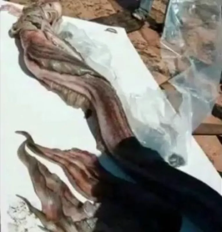 Sirena capturata in largul marii, de un pescar