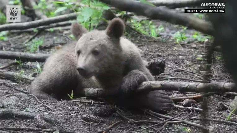 Ursii din Romania atrag atentia oficialilor de la Bruxelles