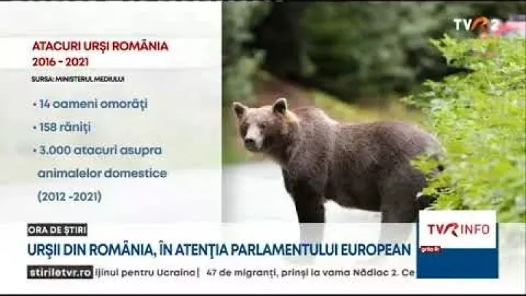 Ursii din Romania, in atentia Parlamentului European